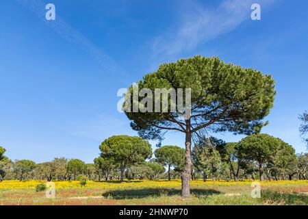 korkbäume an der Algarve in Portugal Stockfoto