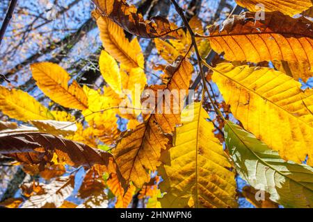 Alte gelbe Kastanienblätter. Magischer Herbst im Ambroz Valley, Extremadura, Spanien Stockfoto