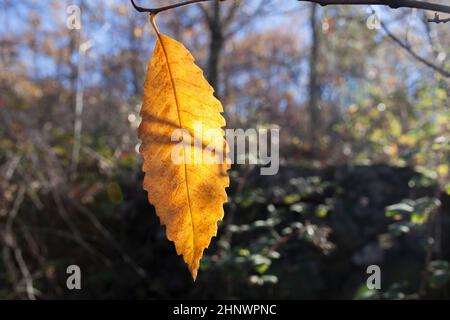 Gelbes Kastanienblatt. Magischer Herbst im Ambroz Valley, Extremadura, Spanien Stockfoto