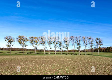 Baumallee in ländlicher Landschaft mit Mistel unter klarem blauen Himmel Stockfoto