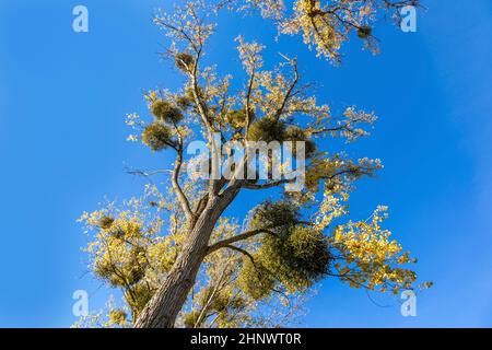 Baumallee in ländlicher Landschaft mit Mistel unter klarem blauen Himmel Stockfoto