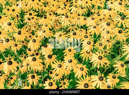 Gelber, blättriger Koneflower gedeiht im Blumenbeet Stockfoto