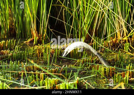 Bauern ernten Lepironia articulata in der Aue des Mekong-Deltas. Lepironia articulata wurde verwendet, um Trinkhalme zu ersetzen und handgemachte Produ zu machen Stockfoto