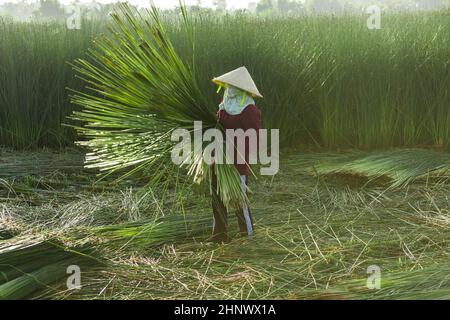 Bauern ernten Lepironia articulata in der Aue des Mekong-Deltas. Lepironia articulata wurde verwendet, um Trinkhalme zu ersetzen und handgemachte Produ zu machen Stockfoto