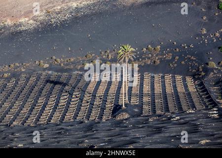 Berühmte Weinberge von La Geria auf vulkanischem Boden auf Lanzarote Stockfoto