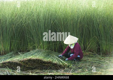 Bauern ernten Lepironia articulata in der Aue des Mekong-Deltas. Lepironia articulata wurde verwendet, um Trinkhalme zu ersetzen und handgemachte Produ zu machen Stockfoto
