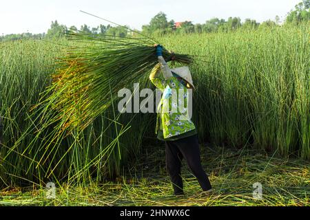 Bauern ernten Lepironia articulata in der Aue des Mekong-Deltas. Lepironia articulata wurde verwendet, um Trinkhalme zu ersetzen und handgemachte Produ zu machen Stockfoto