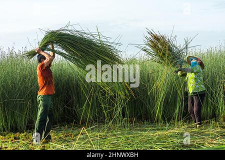 Bauern ernten Lepironia articulata in der Aue des Mekong-Deltas. Lepironia articulata wurde verwendet, um Trinkhalme zu ersetzen und handgemachte Produ zu machen Stockfoto