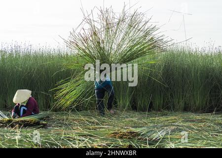 Bauern ernten Lepironia articulata in der Aue des Mekong-Deltas. Lepironia articulata wurde verwendet, um Trinkhalme zu ersetzen und handgemachte Produ zu machen Stockfoto