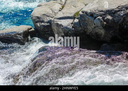 Der wunderschöne Fluss Storebottåne fließt in den Vavatn-See. Sommerlandschaft in Hemsedal, Norwegen. Stockfoto