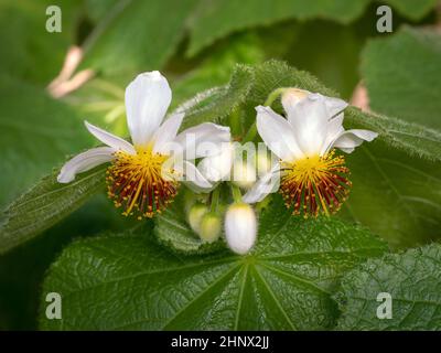 Hübsche weiße Blüten und Knospen auf einer afrikanischen Linde, Sparrmannia africana Stockfoto