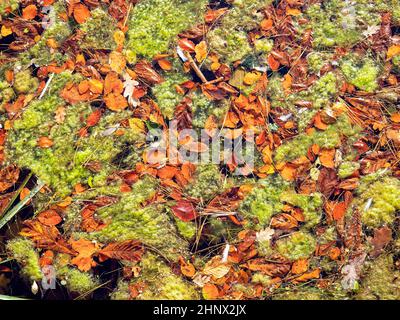 Der Blick auf grüne Algen und orange gefallene Herbstblätter auf einer Teichoberfläche macht ein ideales Muster für einen Hintergrund Stockfoto