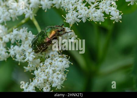 Rosenchafer (Cetonia aurata) auf weißer Blüte des Holunders aus der Nähe Stockfoto