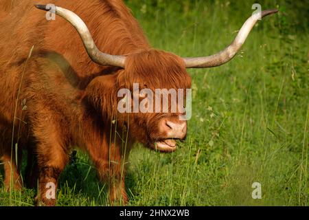 Galloway-Rinder mit riesigen Hörnern auf grüner Wiese Stockfoto