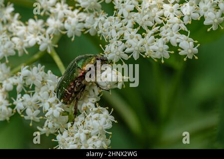 Rosenchafer (Cetonia aurata) auf weißer Blüte des Holunders aus der Nähe Stockfoto