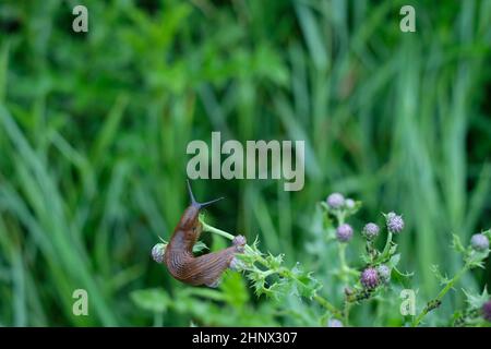 Nahaufnahme einer Distelpflanze Stockfoto