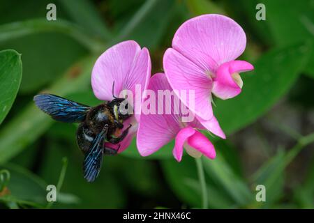 Blaue Zimmermannsbiene (Xylocopa violacea) auf rosa Blüten in Nahaufnahme Stockfoto