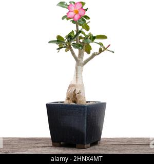 Wüstenrose (Adenium) mit Blume als Bonsai-Baum weiß isoliert Stockfoto