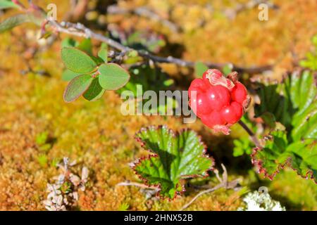 Red Moltebeeren, wilde Früchte und Pflanzen in Norwegen. Stockfoto