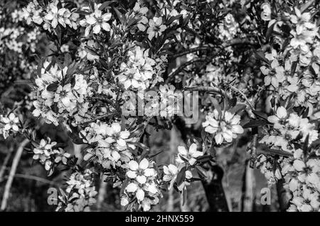 Mandelbäume blühen im Frühling im Park Quinta de los Molinos in Madrid, Spanien. Schwarzweiß-Bild Stockfoto