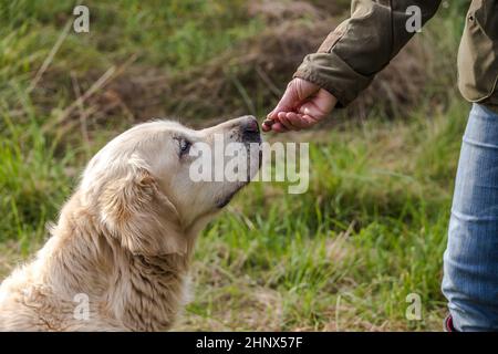 Detail eines älteren Golden Retriever, der ein Hundegeschenk bekommt Stockfoto