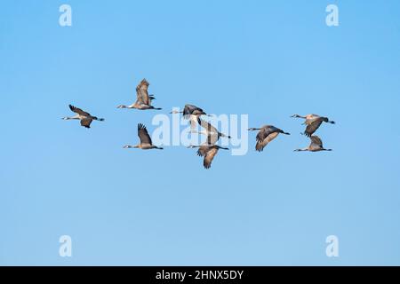 Eine Gruppe von Sandhill-Kranen im Flug bei Kearney, Nebraska Stockfoto