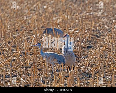 Ein Paar Kraniche, die in einem Maisfeld in der Nähe von Kearney, Nebraska, füttern Stockfoto