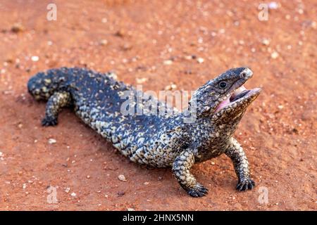 Australische Schindeleidechse mit offenem Mund und blauer Zunge Stockfoto