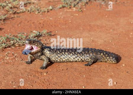Australische Schindeleidechse mit offenem Mund und blauer Zunge Stockfoto