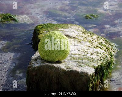 Adams Apfel am felsigen Ufer des Kaspischen Meeres. Oktober ist der Monat. Stockfoto