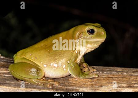 Australischer Grüner Baumfrosch ruht auf dem Baumstamm Stockfoto