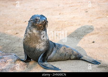 Einsame Robbe am Strand in Cape Cross Namibia Stockfoto