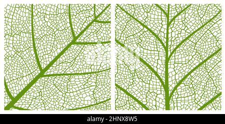 Hintergrund mit grünem Blatt-Textur-Muster mit Nahaufnahme-Blatt-Muster mit Venen und Zellen. Baum oder lebende Pflanze hinterlässt Skelett Makro-Struktur. Blumen und b Stock Vektor