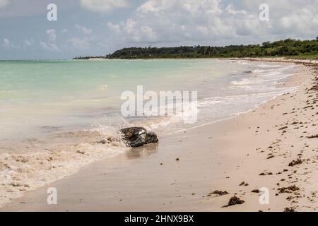 Schildkröte gestrandet am Sandstrand von Ponta Prera auf der Insel capo verde in Brasilien Stockfoto