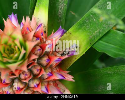 Eastern Yellowjacket Papierwespe auf Ananasblüte und Frucht mit grünen Blättern, lila Blütenblätter der Blume Stockfoto