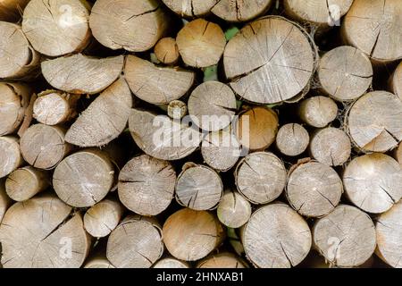 Hintergrund des gehefteten Brennholzes, das im Wald trocknet Stockfoto