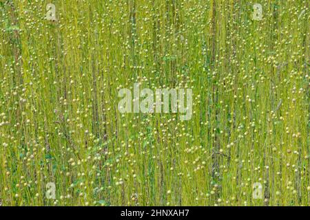 Trockene Samenkapseln von gewöhnlicher Leinsamen (Linum usitatissimum) in einem Feld Stockfoto