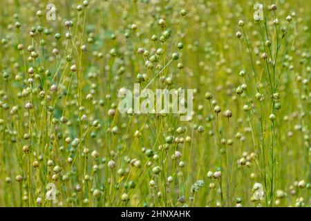 Trockene Samenkapseln von gewöhnlicher Leinsamen (Linum usitatissimum) in einem Feld Stockfoto