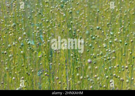 Trockene Samenkapseln von gewöhnlicher Leinsamen (Linum usitatissimum) in einem Feld Stockfoto