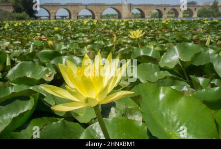 Mexikanische Seerose. Höchst problematische invasive Spezies. Brücken im Hintergrund Stockfoto