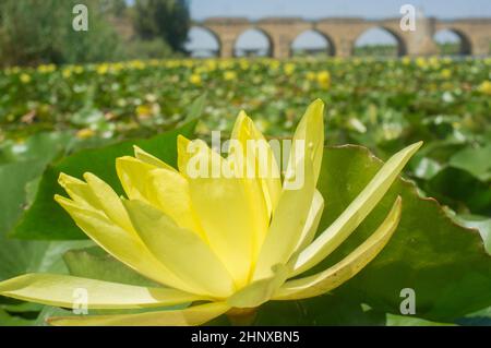 Mexikanische Seerose. Höchst problematische invasive Spezies. Brücken im Hintergrund Stockfoto