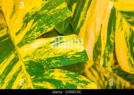 Tropische grüne und gelbe Pflanze mit großen Blättern Dieffenbachia dumm Cane Hauspflanze klettert die Wand in Playa del Carmen Mexiko. Stockfoto