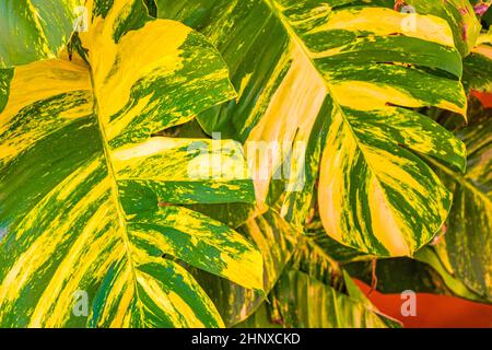 Tropische grüne und gelbe Pflanze mit großen Blättern Dieffenbachia dumm Cane Hauspflanze klettert die Wand in Playa del Carmen Mexiko. Stockfoto