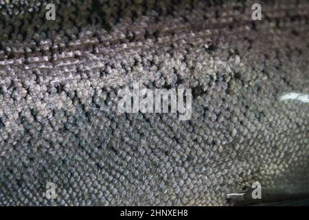 Fisch Haut Textur Muster Hintergrund. Graue oder graue und silberne Textur von Fischhaut Schuppen Stockfoto