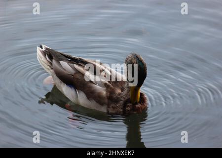 Anmutige Stockente, die im tiefen Wasser mit Wellen schwimmt. Eine einzelne Ente auf einem Teich, die Wellen auf dem Wasser macht Stockfoto