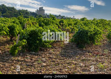 Typischer Weinberg mit Steinen in der Nähe von Chateauneuf-du-Pape, Cotes du Rhone, Frankreich Stockfoto