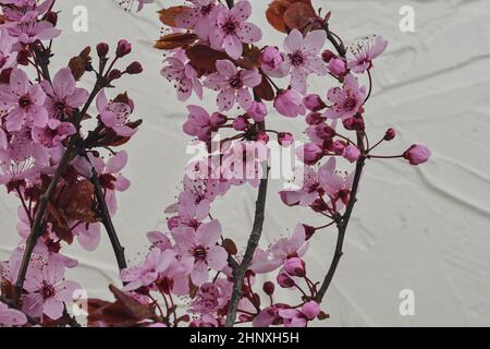 Prunus serrulata oder japanische Kirsche, auch Hügelkirsche, Orientkirsche oder ostasiatische Kirsche genannt. Erste Blumen im märz. Selecitve Focus, Sonnenlicht. Stockfoto