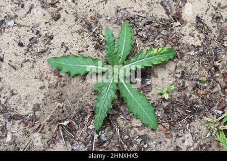 Eine kleine Distelpflanze, die auf sandigen Böden wächst. Stockfoto