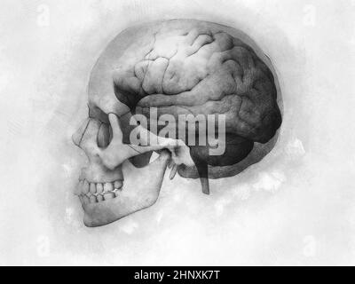 Männlicher Schädel mit Gehirn, das durch transparenten Schädel zeigt. 3d-Rendering, Illustration Stockfoto