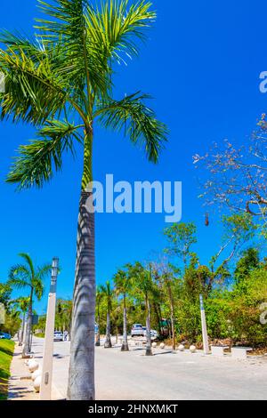 Playa del Carmen Mexiko 28. Mai 2021 tropische, natürliche mexikanische Palme mit blauem Himmel am Eingang Punta Esmeralda in Playa del Carmen Mexic Stockfoto